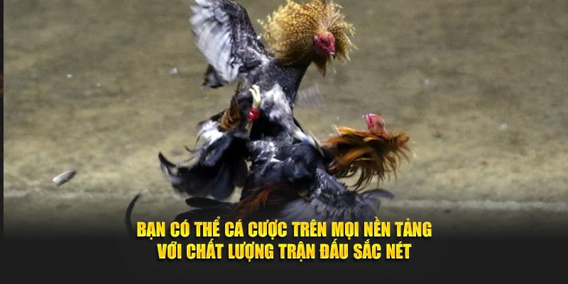 Bạn có thể cá cược trên mọi nền tảng với chất lượng trận đấu sắc nét