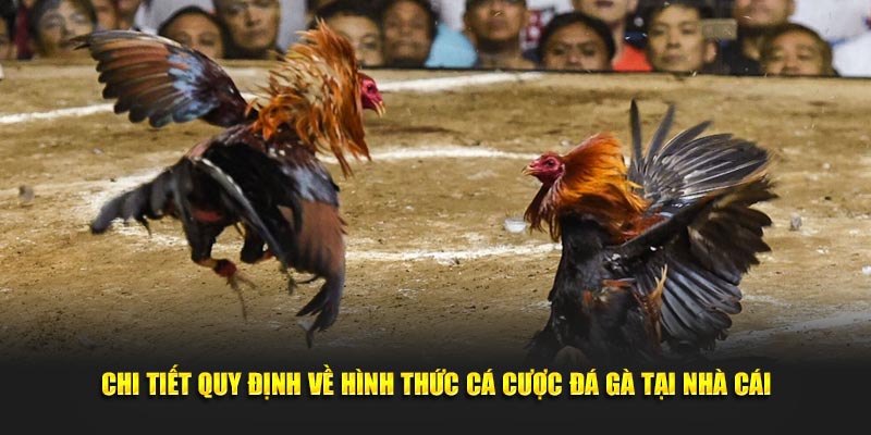 Chi tiết quy định về hình thức cược kèo tại nền tảng 