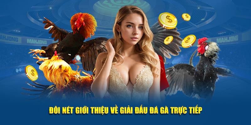 Đôi nét giới thiệu về giải đấu đá gà trực tiếp