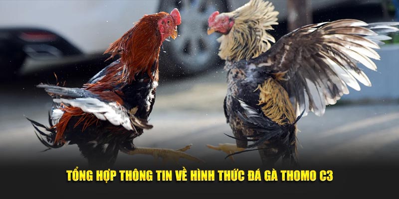 Tổng hợp thông tin về hình thức đá gà Thomo C3